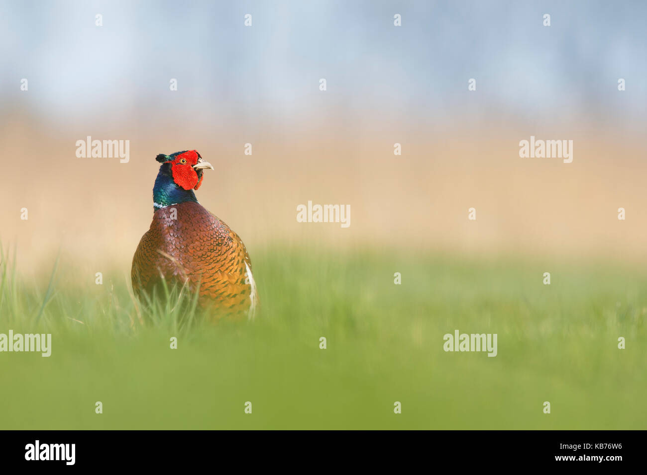 Common Pheasant (Phasianus colchicus) adult male, standing in meadow, The Netherlands, Zuid-Holland, Ameide Stock Photo