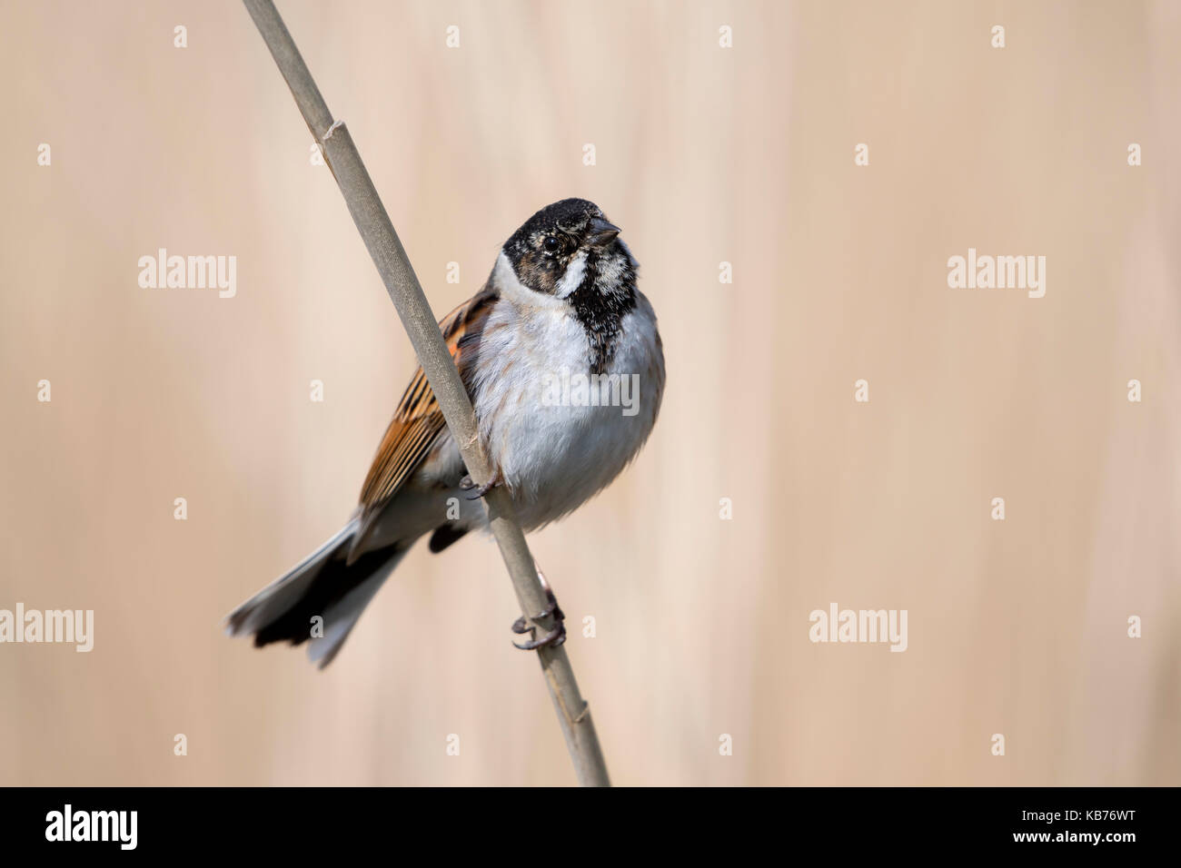 Common Reed Bunting (Emberiza schoeniclus) perched on a reed stem and ...