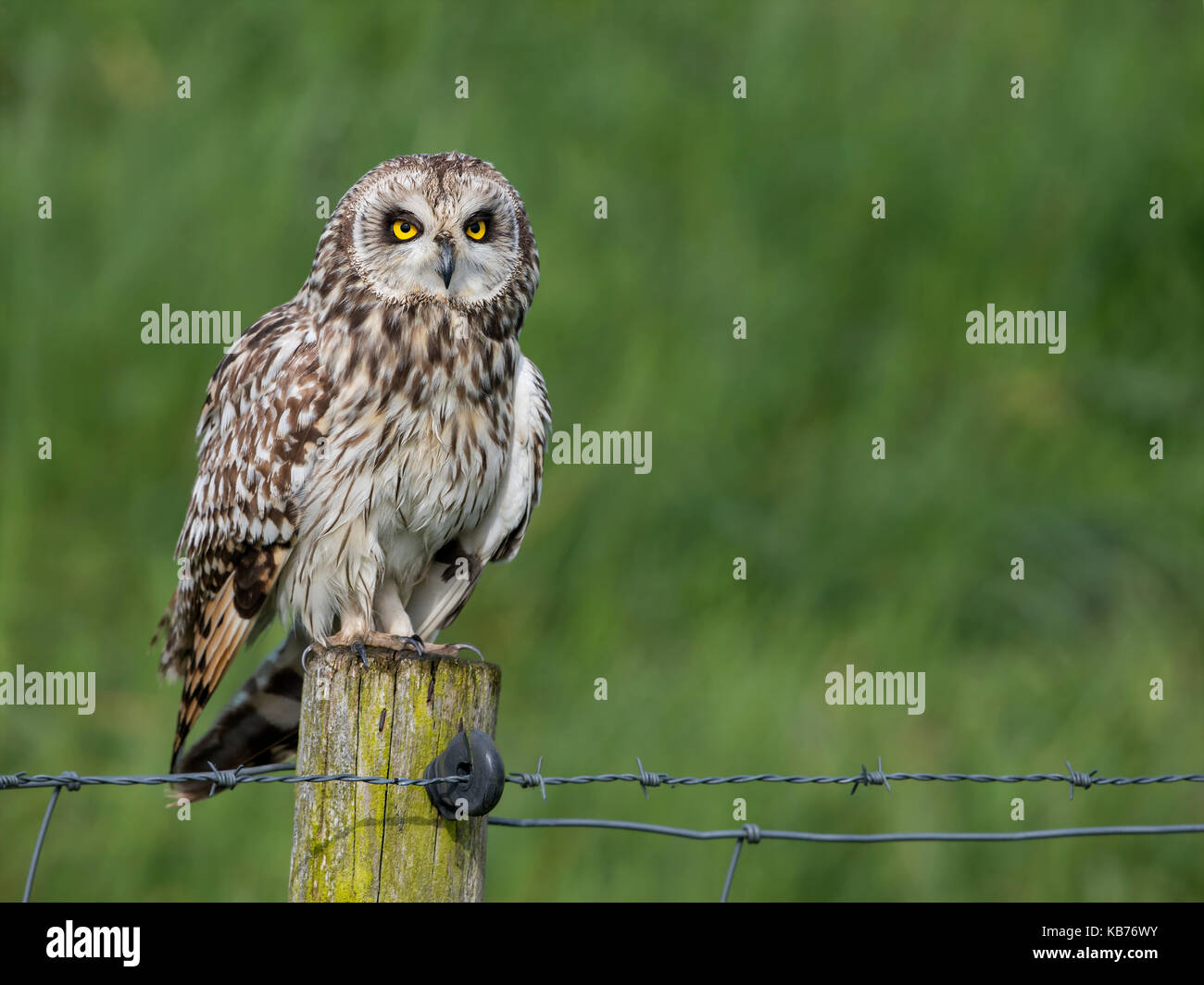 Short-eared Owl  (Asio flammeus) perched on a pole in a meadow, The Netherlands, Overijssel Stock Photo