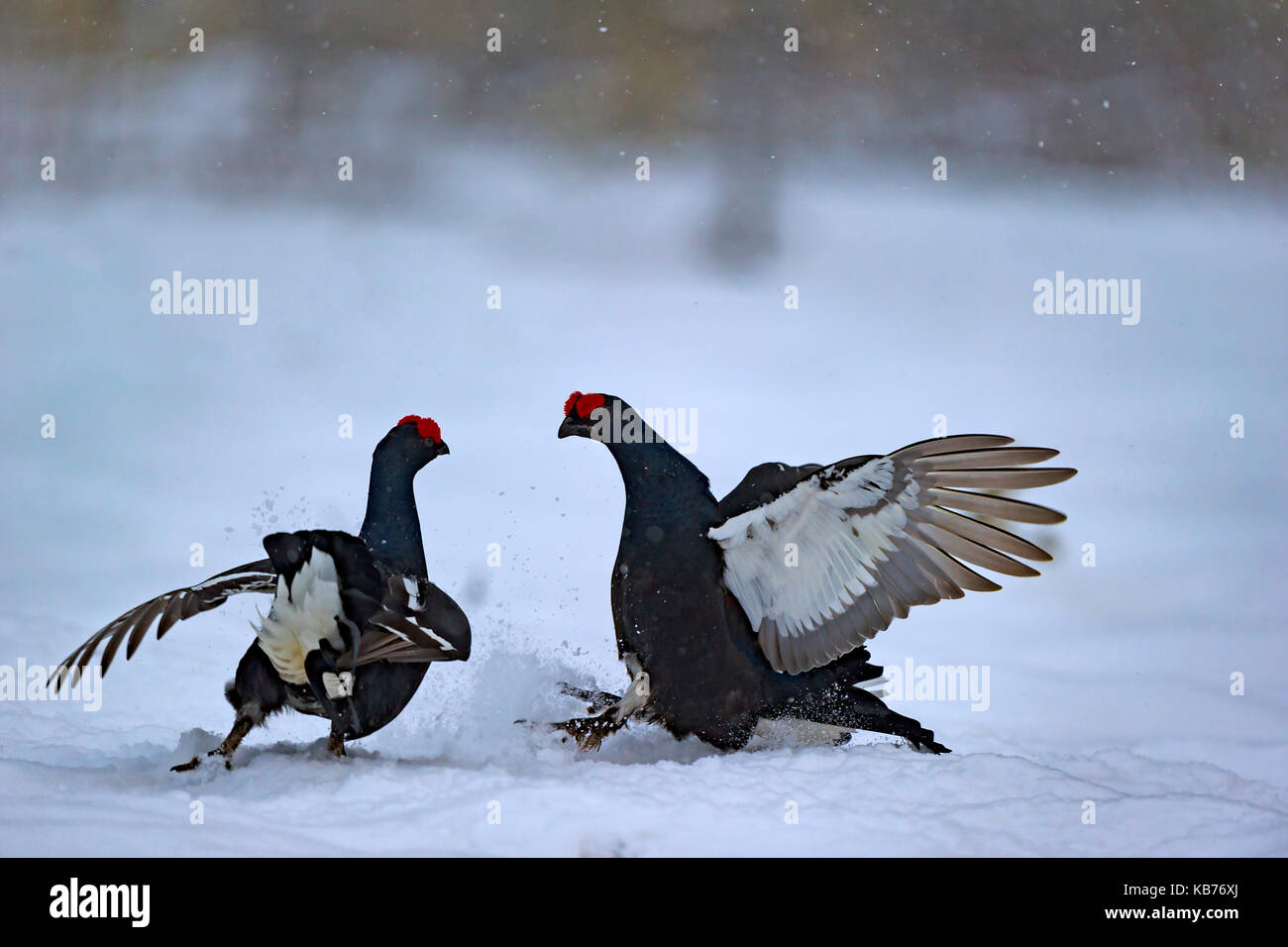 Black Grouses (Tetrao tetrix) interaction, Sweden, Hamra, Hamra National Park Stock Photo