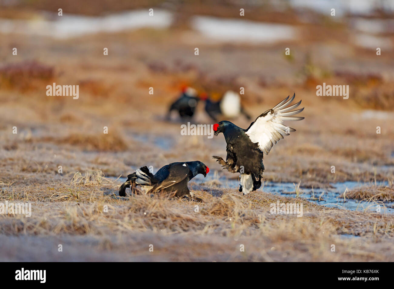 Black Grouses (Tetrao tetrix) fighting, Sweden, Hamra, Hamra National Park Stock Photo