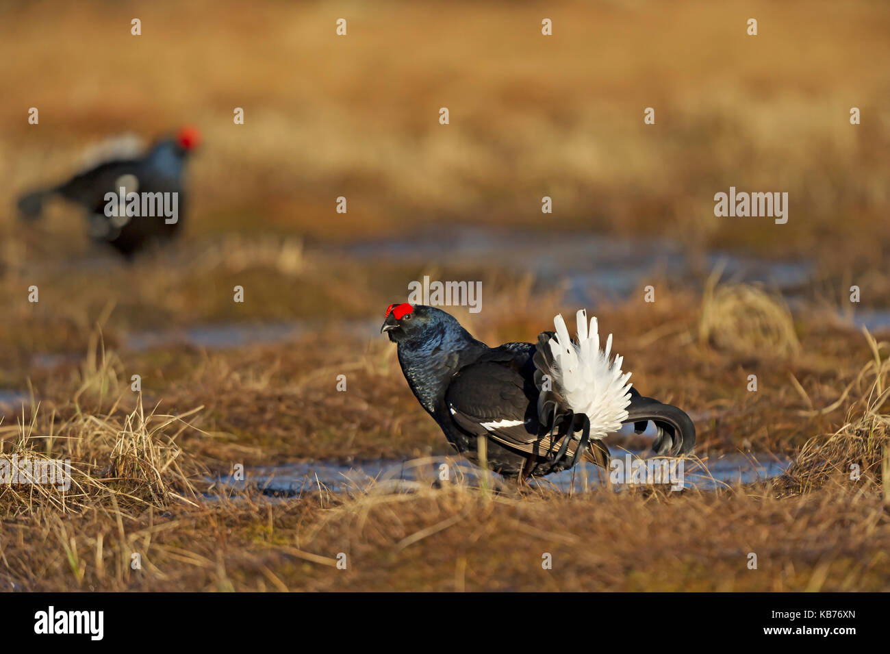 Black Grouse (Tetrao tetrix) looking at camera, Sweden, Hamra, Hamra National Park Stock Photo