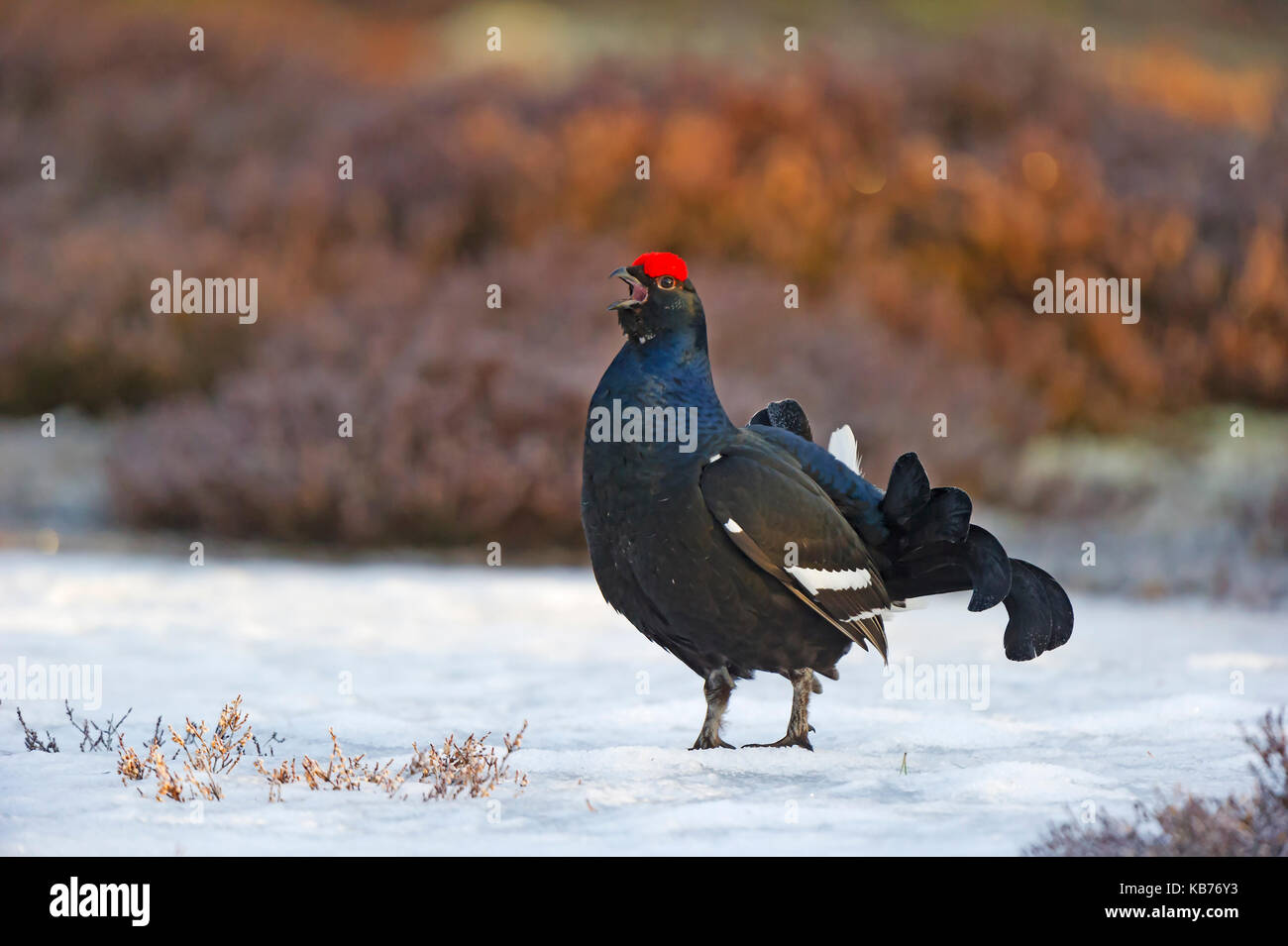 Black Grouse (Tetrao tetrix) calling, Sweden, Hamra, Hamra National Park Stock Photo