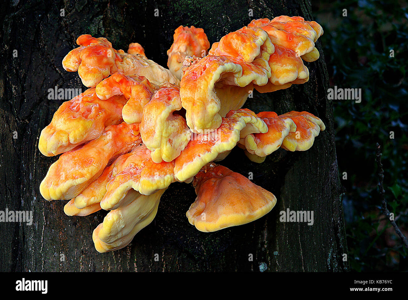 Chicken Of The Woods (Laetiporus sulphureus) mushroom close-up on Oak, The Netherlands, Drenthe, Oosterzand Stock Photo