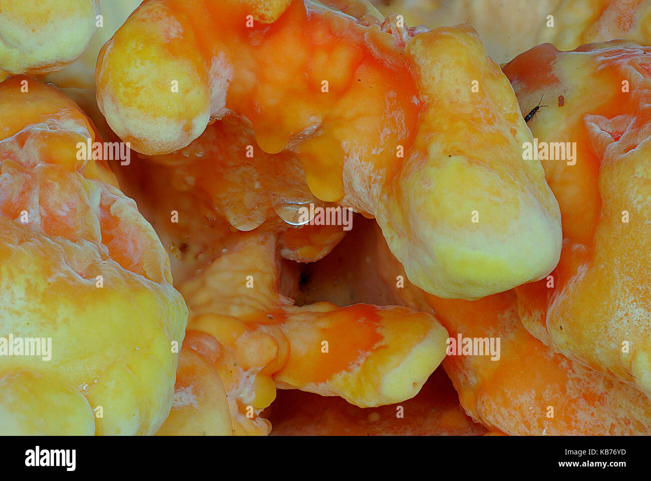 Chicken Of The Woods (Laetiporus sulphureus) mushroom close-up, The Netherlands, Drenthe, Oosterzand Stock Photo