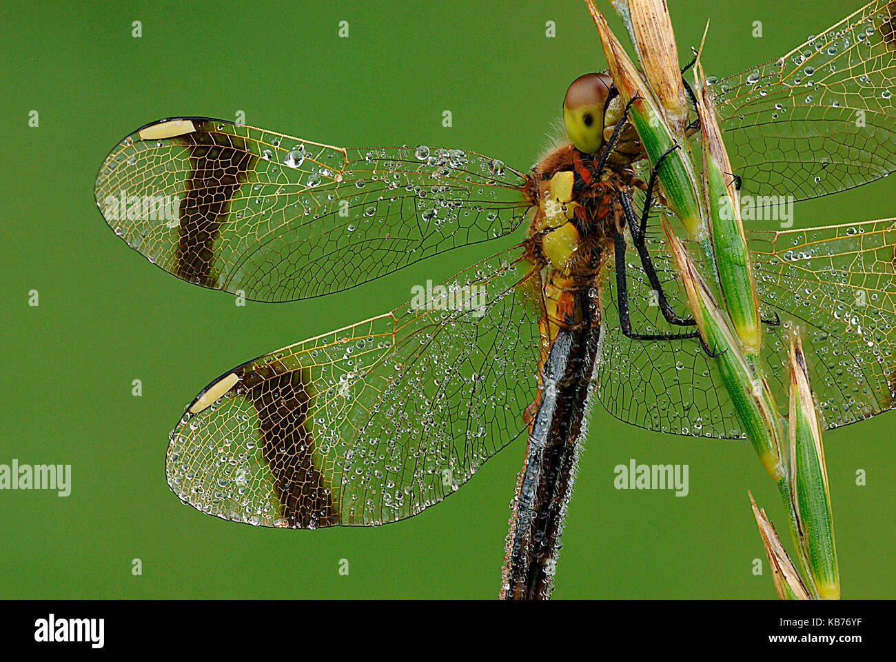 Banded Darter (Sympetrum pedemontanum) in the morning, The Netherlands, Drenthe, Uffelte Stock Photo