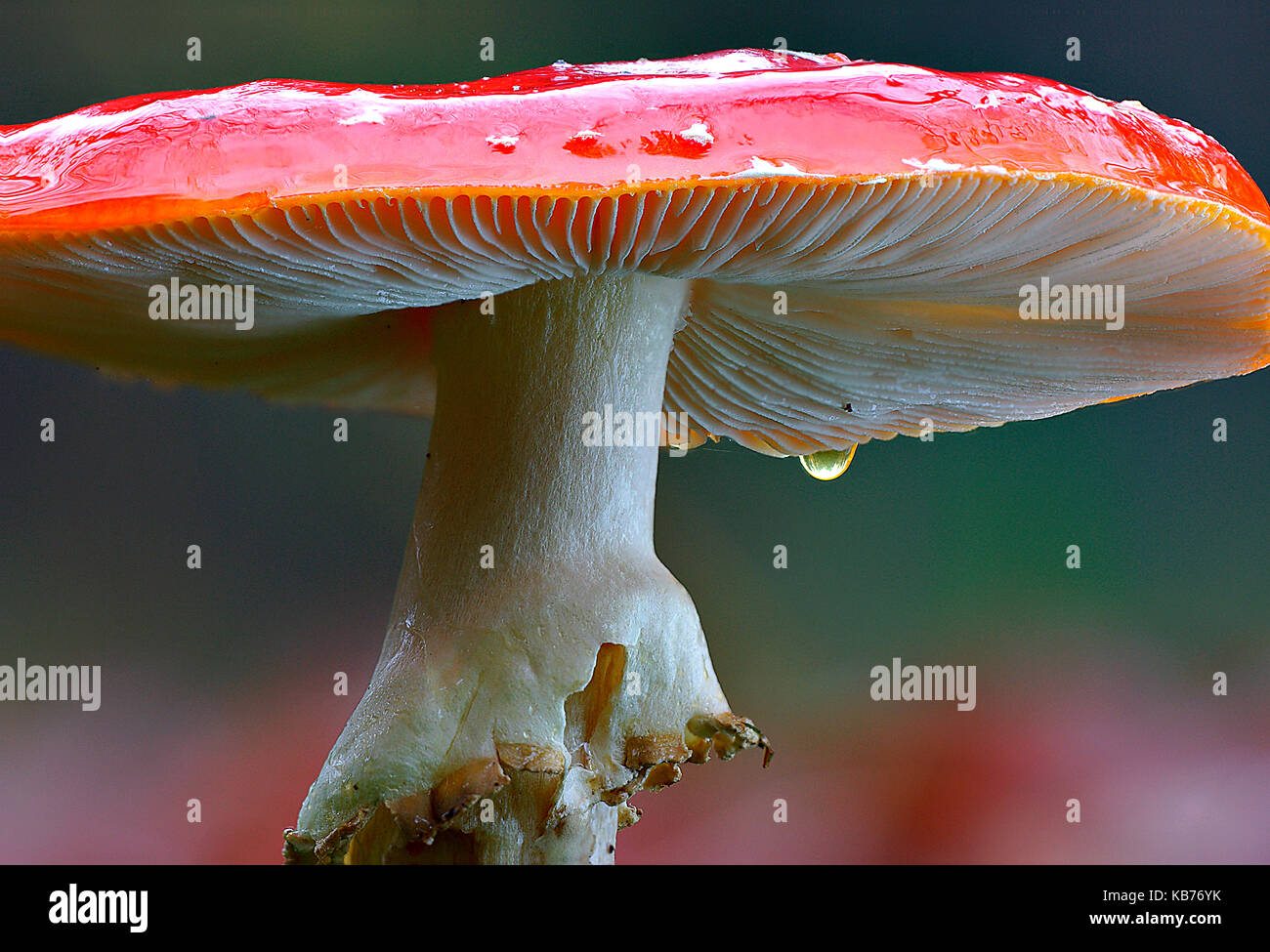 Fly Agaric (Amanita muscaria) close-up portrait, The Netherlands, Drenthe Stock Photo