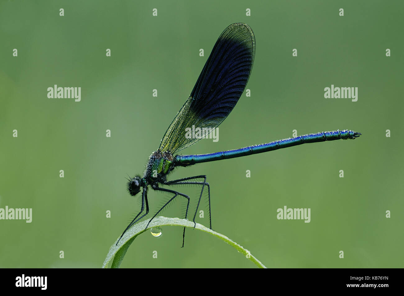 Banded Demoiselle (Calopteryx splendens) resting, The Netherlands, Drenthe Stock Photo