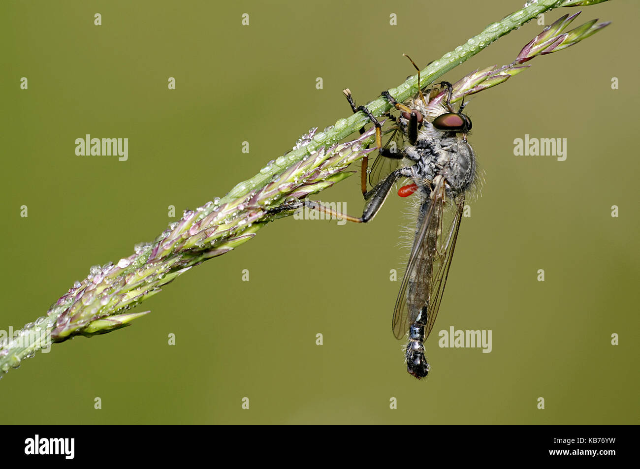 Devon Red-legged Robberfly (Pamponerus germanicus) with prey, The Netherlands, Drenthe Stock Photo