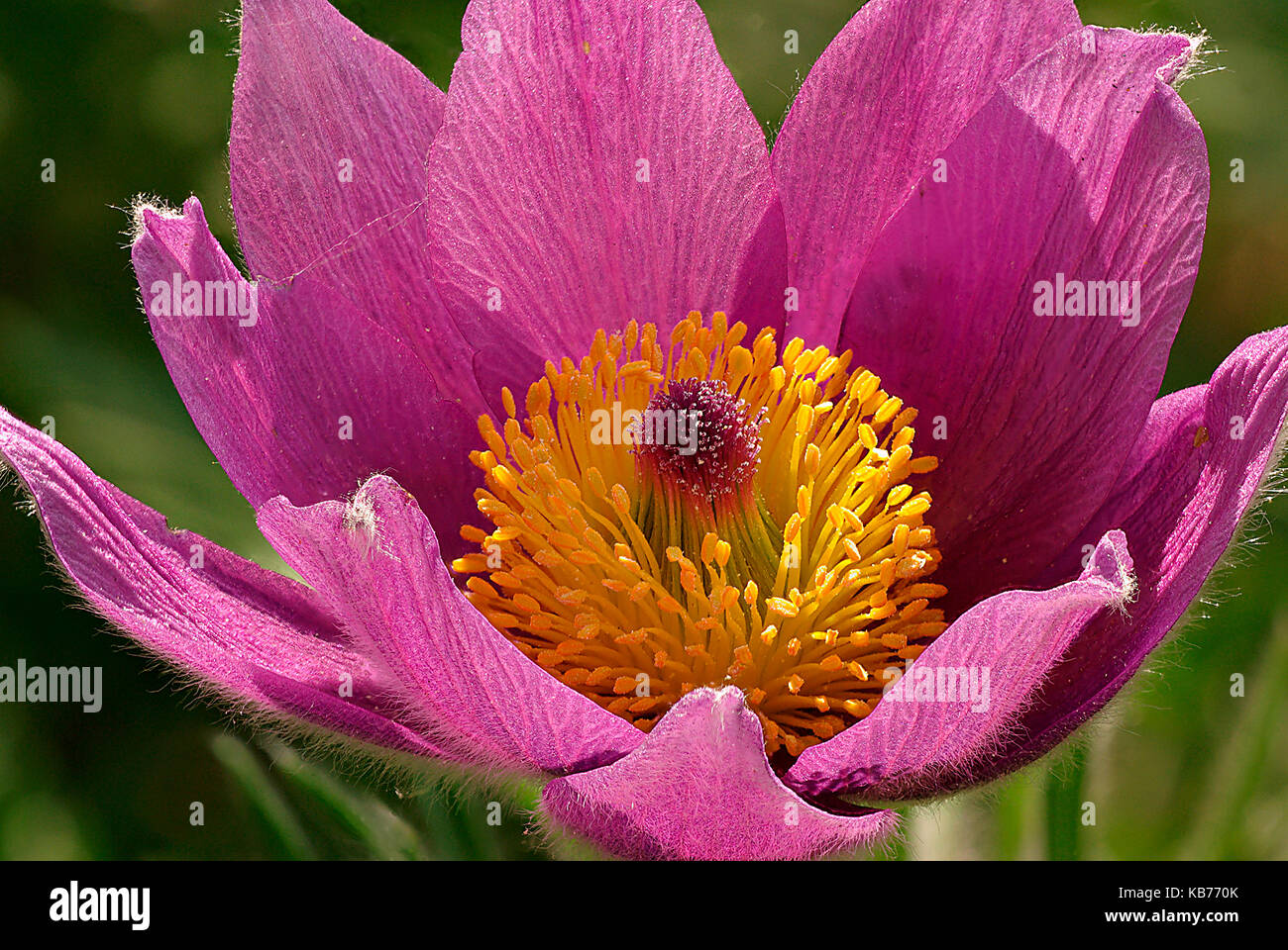 Pasque Flower (Pulsatilla vulgaris) flourishing, The Netherlands, Drenthe, Uffelte Stock Photo