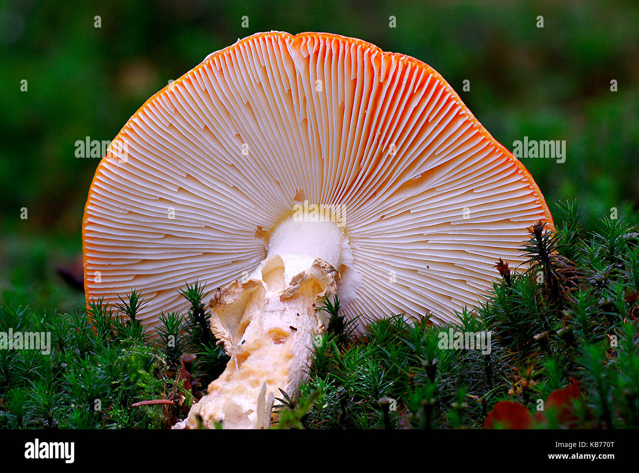 Fly Agaric (Amanita muscaria) fallen down, The Netherlands, Drenthe Stock Photo