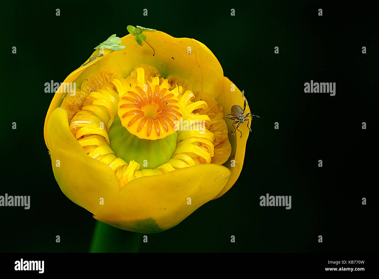 Yellow Water-lily (Nuphar lutea) flourishing against black background, The Netherlands, Drenthe, Uffelte Stock Photo