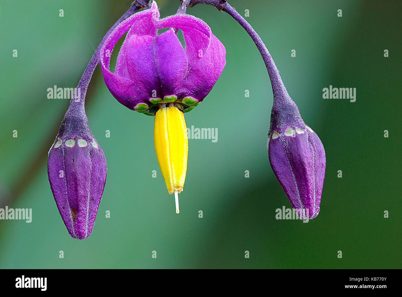 Woody Nightshade (Solanum dulcamara) flourishing, The Netherlands, Overijssel, De kierse wieden Stock Photo