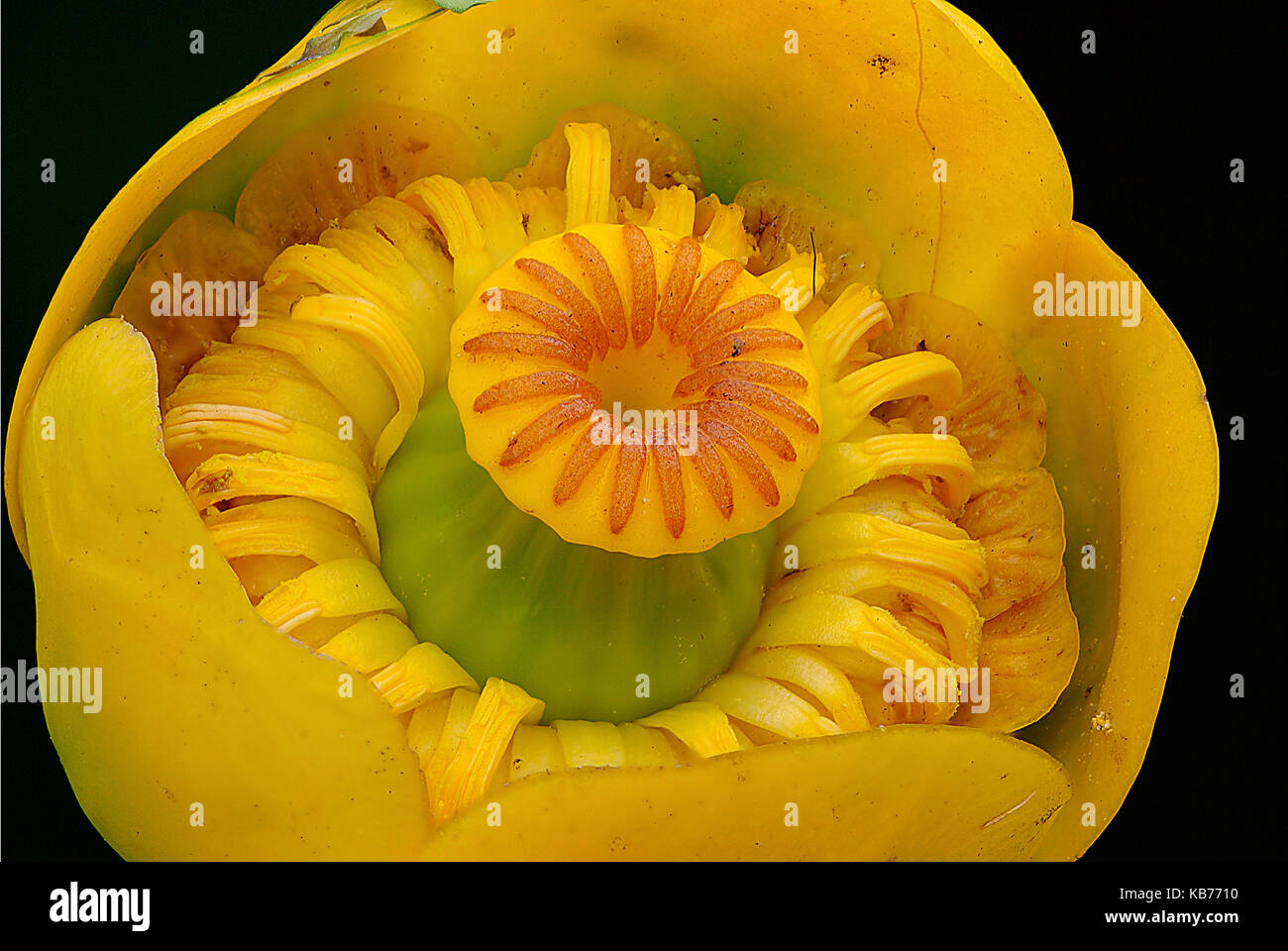 Yellow Water-lily (Nuphar lutea) flourishing, The Netherlands, Drenthe, Uffelte Stock Photo