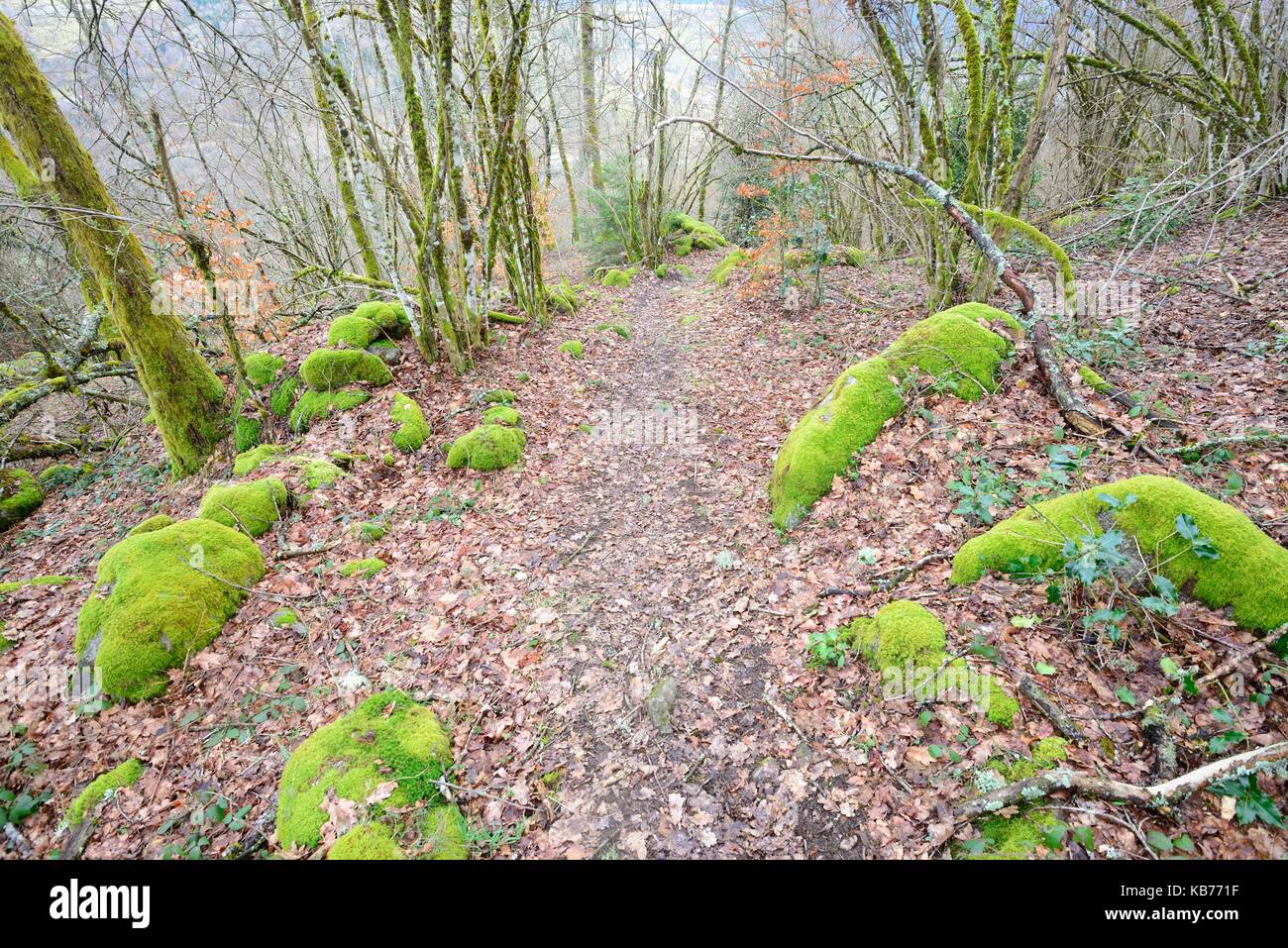 Forest with moss covered rocks and Common Hazel (Corylus avellana) trees, France, Vosges, Hautes Vosges Stock Photo