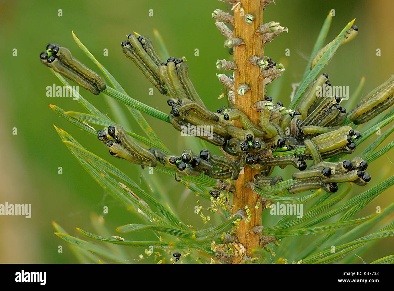 European Pine Sawflies (Neodiprion sertifer) feeding from young conifers, The Netherlands, Drenthe Stock Photo