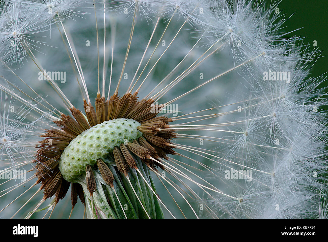 Common Dandelion (Traxacum officinale) seedhead, The Netherlands, Drenthe Stock Photo