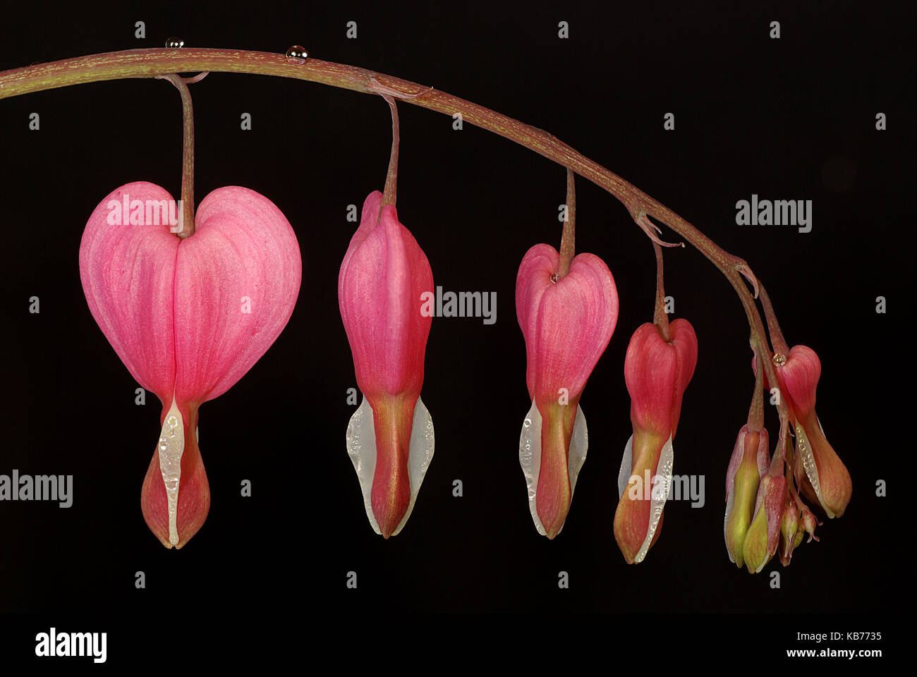 Bleeding Heart (Lamprocapnos spectabilis) against a black background, The Netherlands, Drenthe, Uffelte Stock Photo