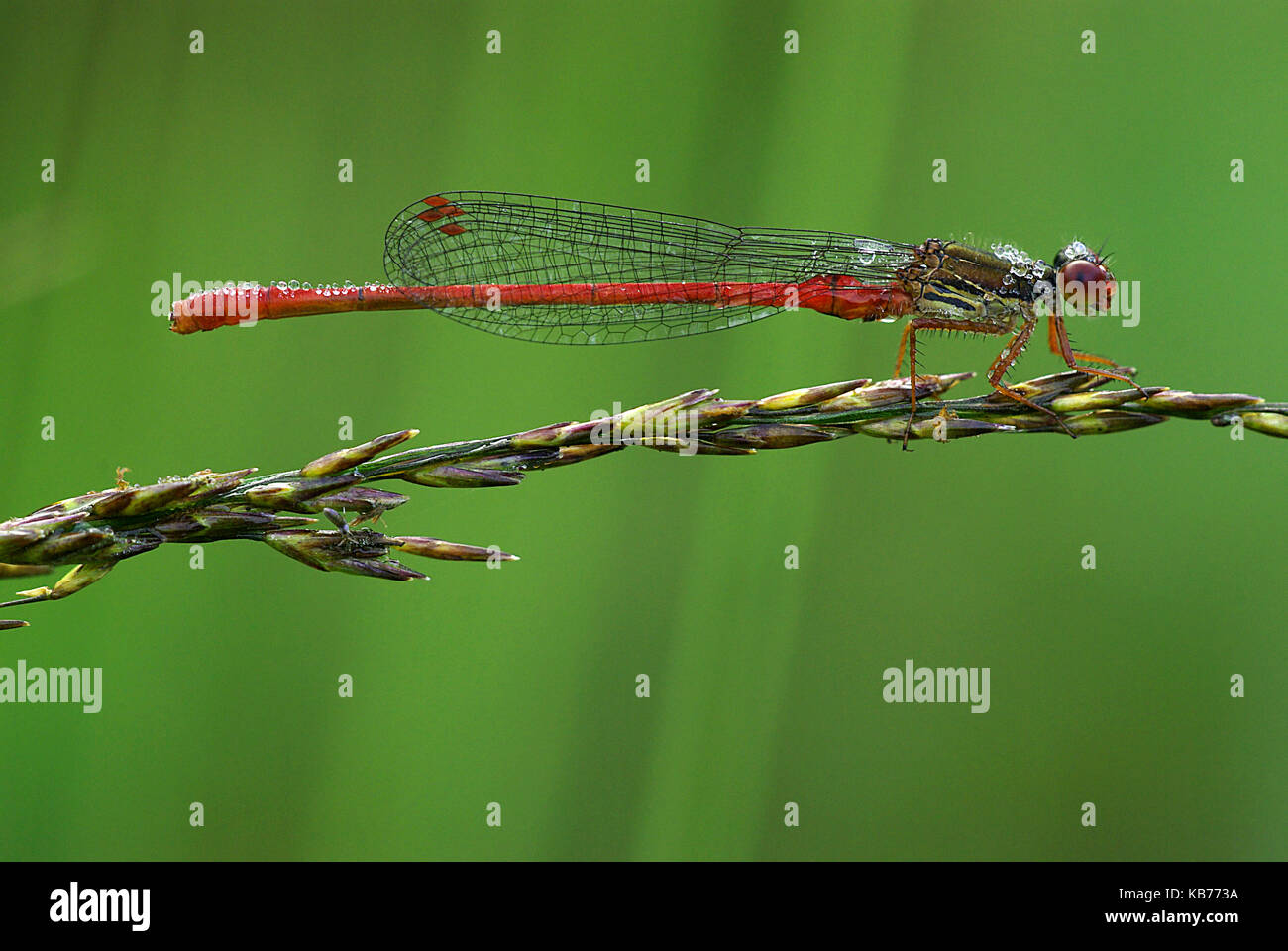 Small Red Damselfly (Ceriagrion tenellum) resting on a blade of grass, The Netherlands, Drenthe Stock Photo