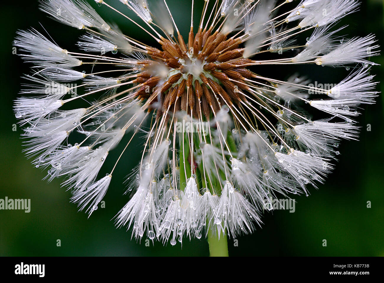 Common Dandelion (Traxacum officinale) seedhead with dew, The Netherlands, Drenthe Stock Photo