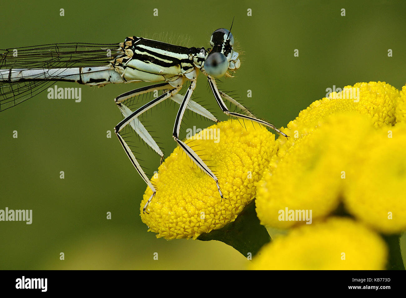 White-legged Damselfly (Platycnemis pennipes) resting on Curled Tansy (Tanacetum vulgare), The Netherlands, Drenthe, Uffelte Stock Photo