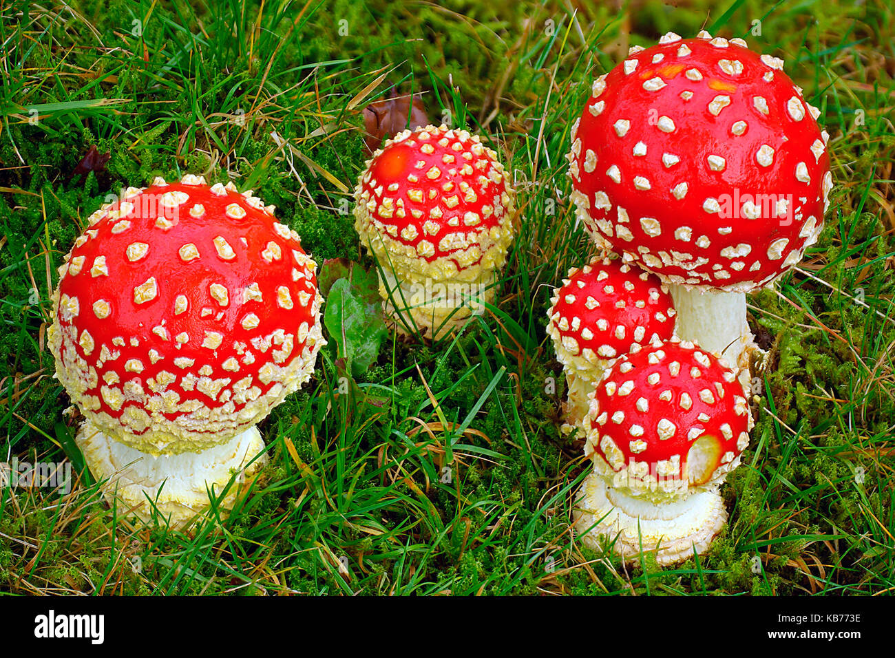 Fly Agaric (Amanita muscaria) group in close up, The Netherlands, Drenthe, Havelte Stock Photo