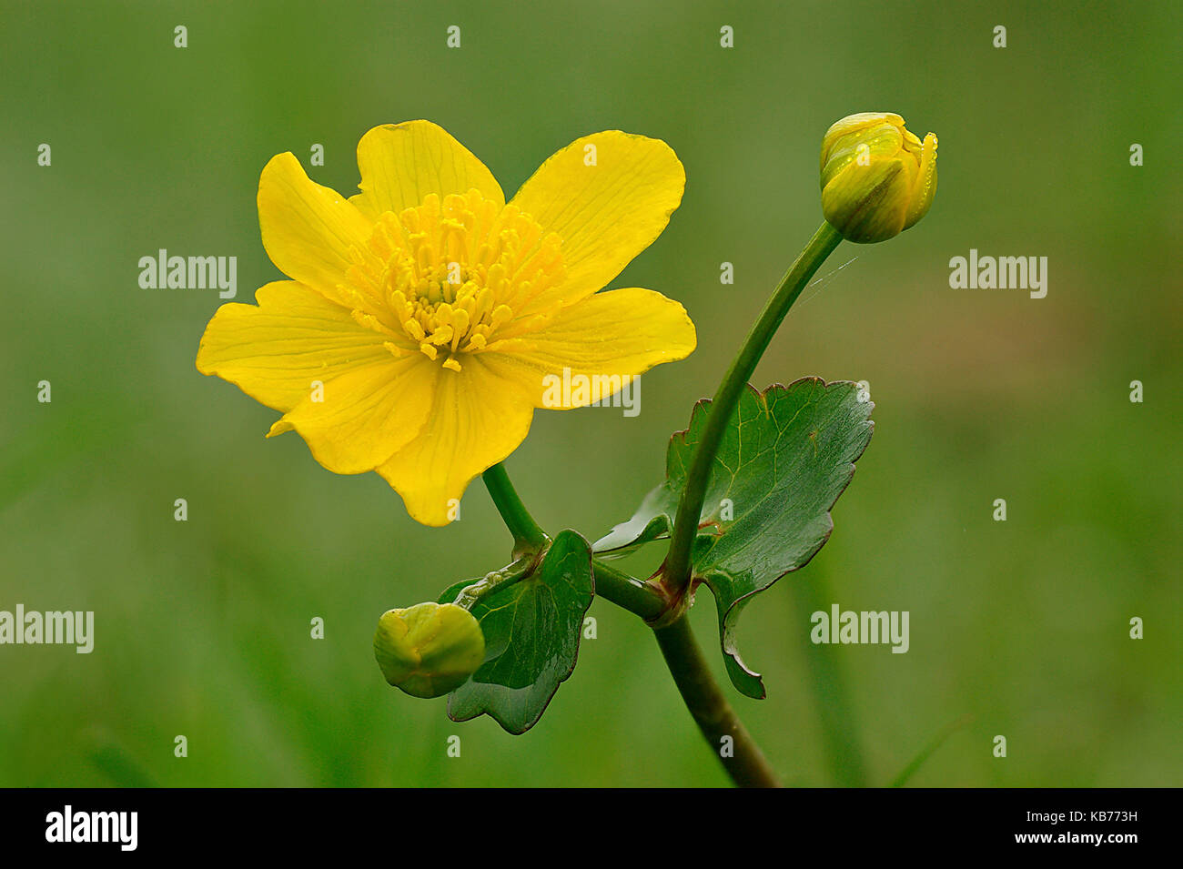 Marsh Marigold (Caltha palustris) flowering in a meadow, The Netherlands, Overijssel Stock Photo