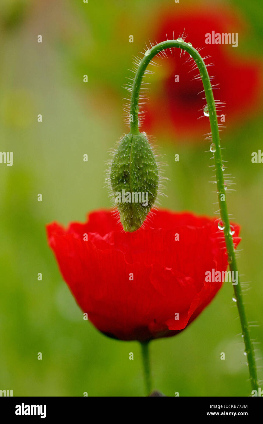 Iranian Poppy (Papaver bracteatum) bud above a flower, The Netherlands, Drenthe, Ruinen Stock Photo