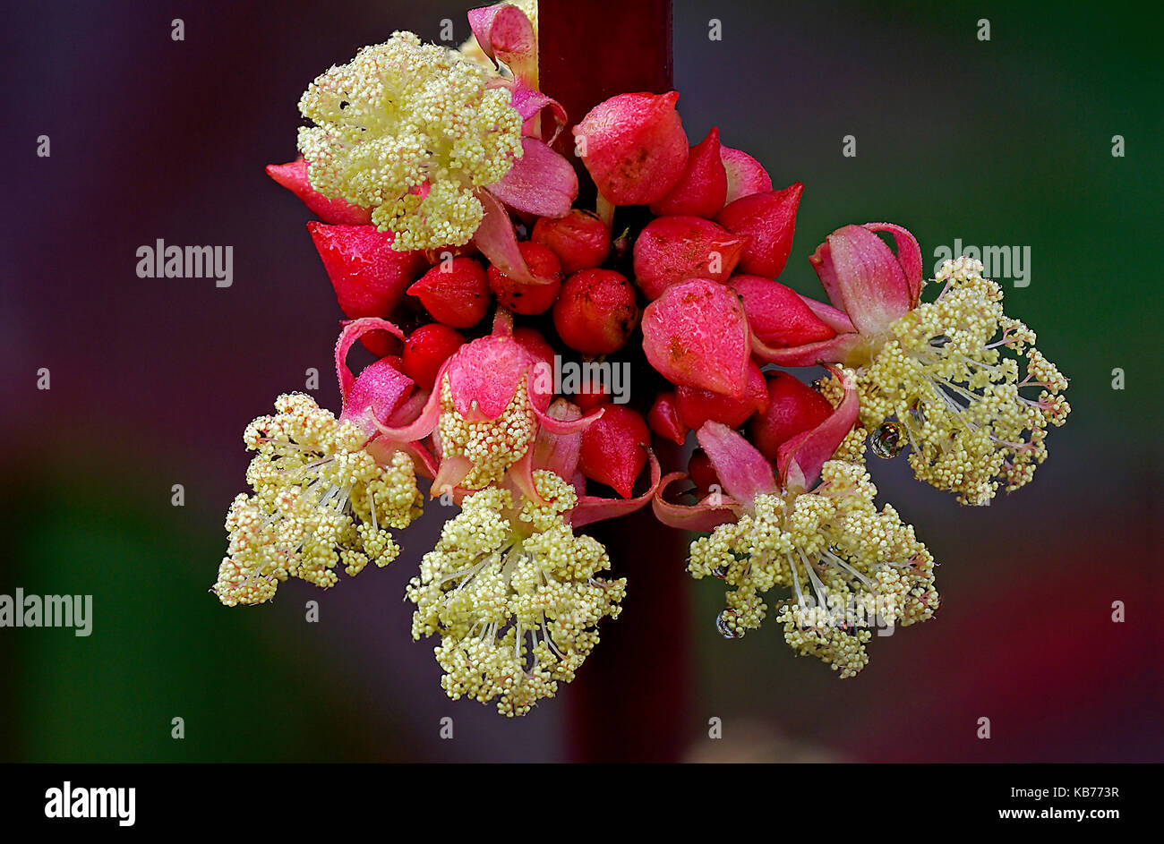 Castorbean (Ricinus communis) flowering in close up, The Netherlands, Drenthe, Uffelte Stock Photo