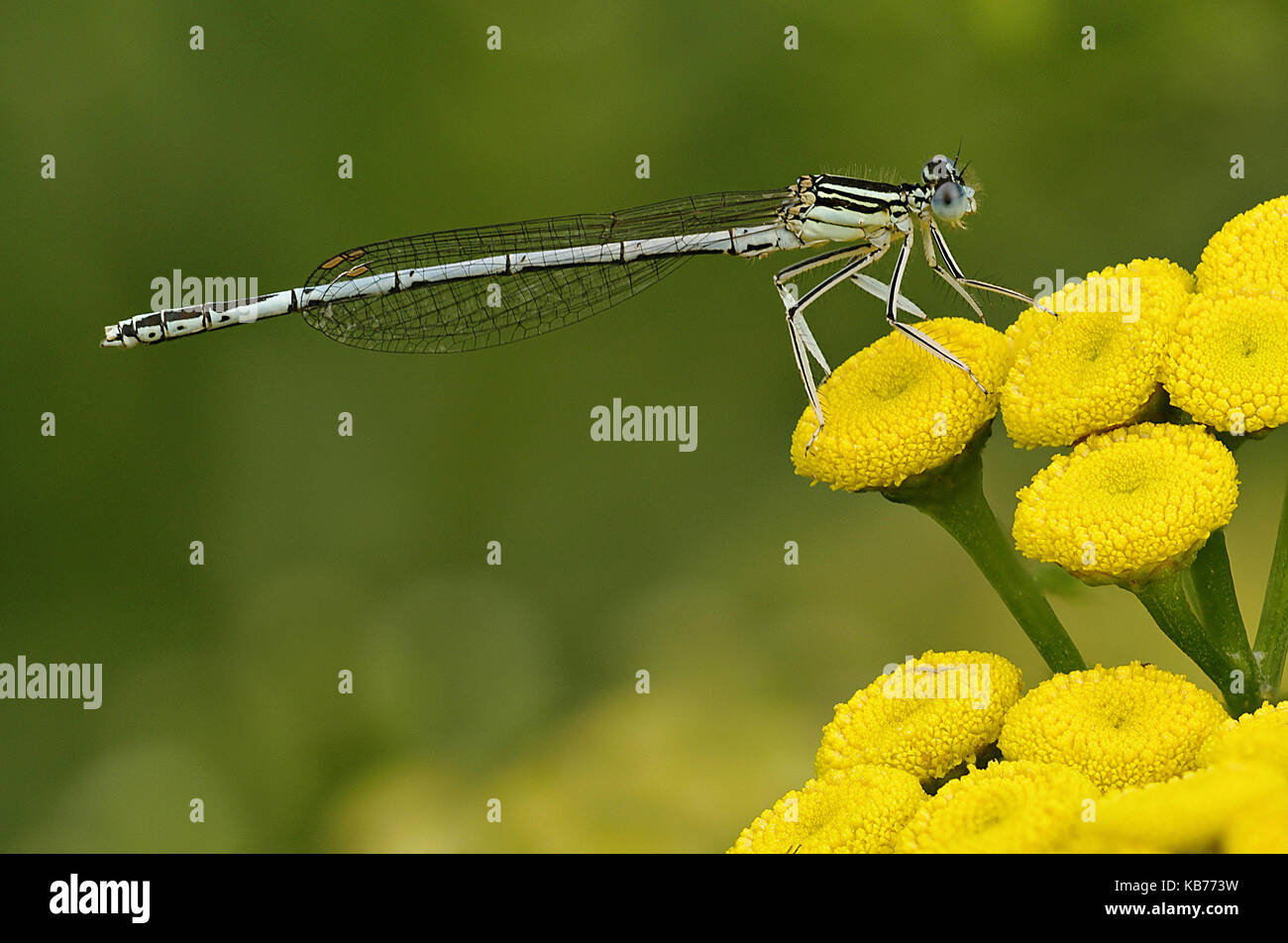 White-legged Damselfly (Platycnemis pennipes) resting on Curled Tansy (Tanacetum vulgare), The Netherlands, Drenthe, Uffelte Stock Photo