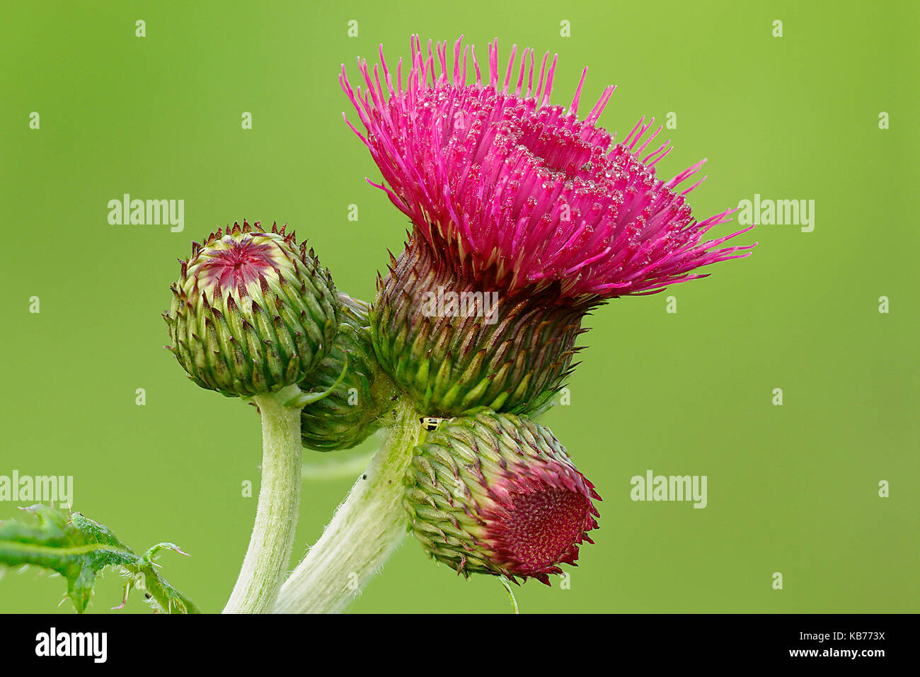 Marsh Thistle (Cirsium palustre) flowering in close up, The Netherlands, Drenthe, Uffelte Stock Photo