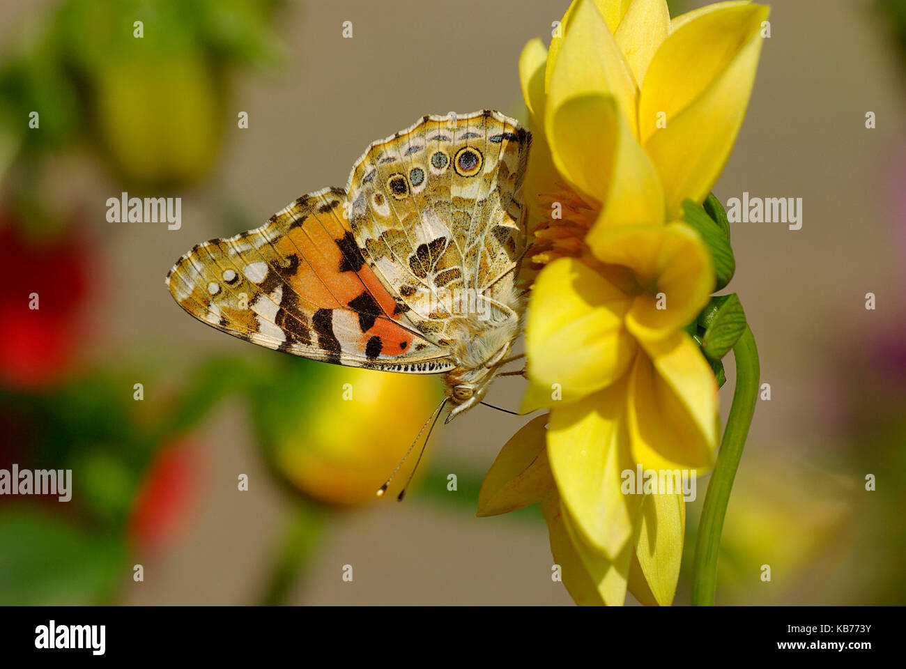 Painted Lady (Vanessa cardui) butterfly on a dahlia, The Netherlands, Drenthe Stock Photo