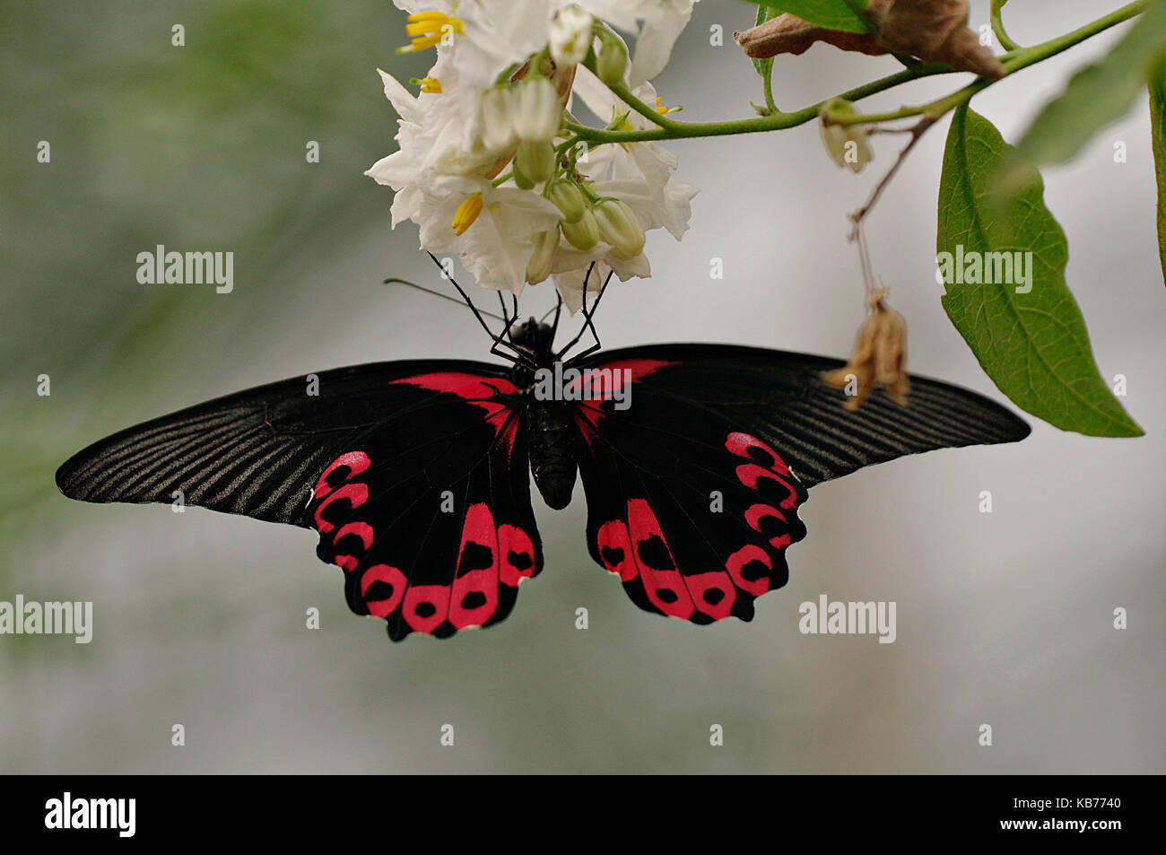 Great Mormon (Papilio memnon) on a flower, The Netherlands, Overijssel, Luttelgeest Stock Photo
