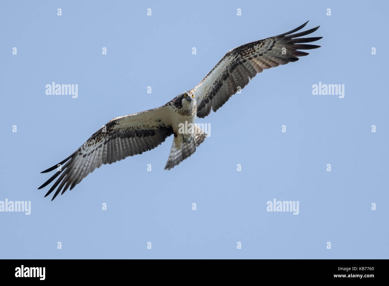 Osprey (Pandion haliaetus)  flying by against a blue sky and looking at camera, The Netherlands, Overijssel, Kampen, Ketelmeer Stock Photo