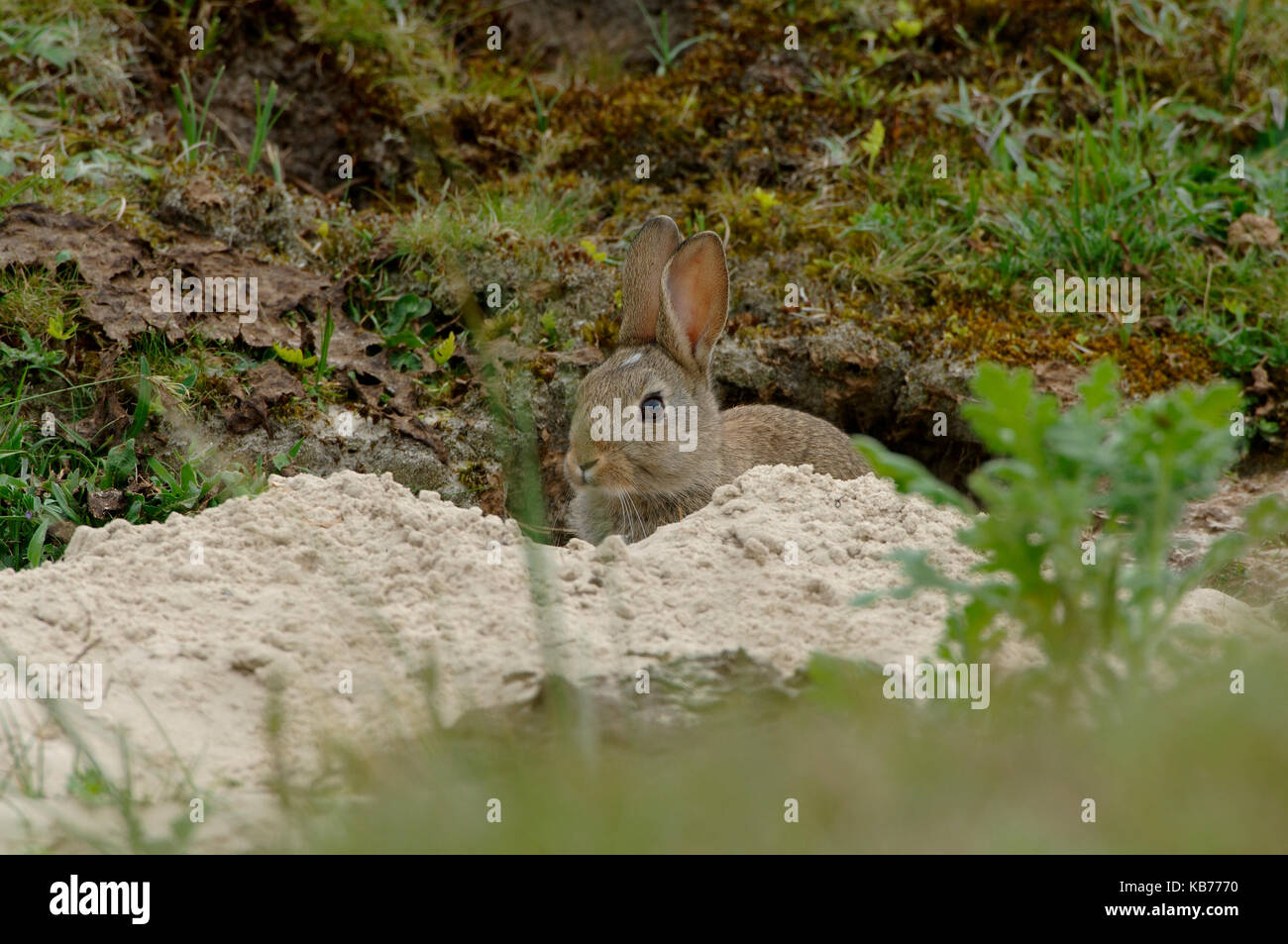 European Rabbit (Oryctolagus cuniculus) just finished digging a burrow in the dunes of the Wadden island of Ameland, The Netherlands, Friesland, Ameland Stock Photo