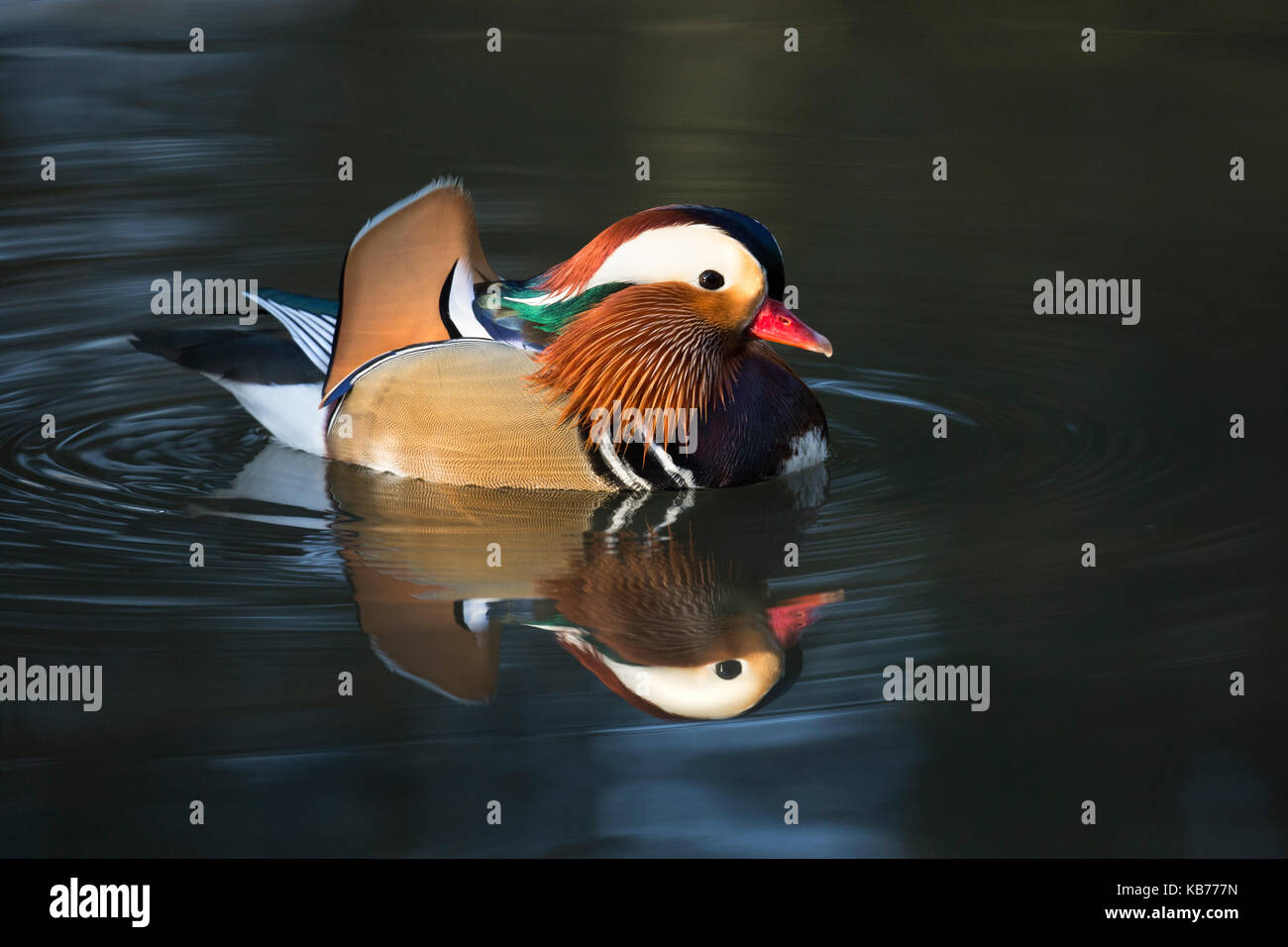 Mandarin Duck (Aix galericulata) male on the water, United Kingdom, Devon, Stover Country Park Stock Photo