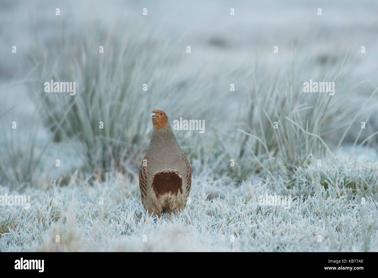 Grey Partridge (perdix perdix) male standing in frosty meadow looking at the camera, The Netherlands, Zuid-Holland Stock Photo
