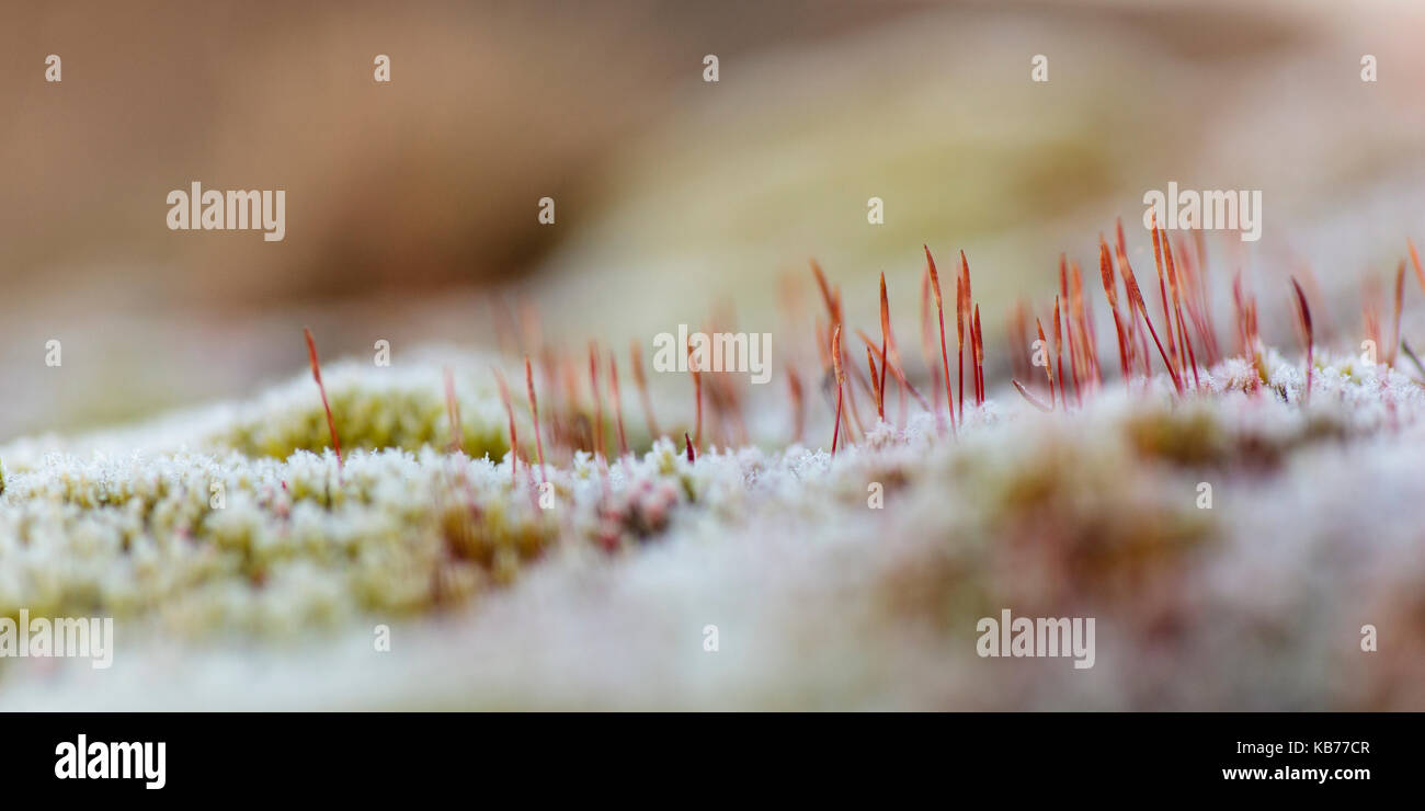 group of Flowering Hair Moss (Polytrichum piliferum) partly covered with hoarfrost, the Netherlands, gelderland, Kootwijkerzand Stock Photo