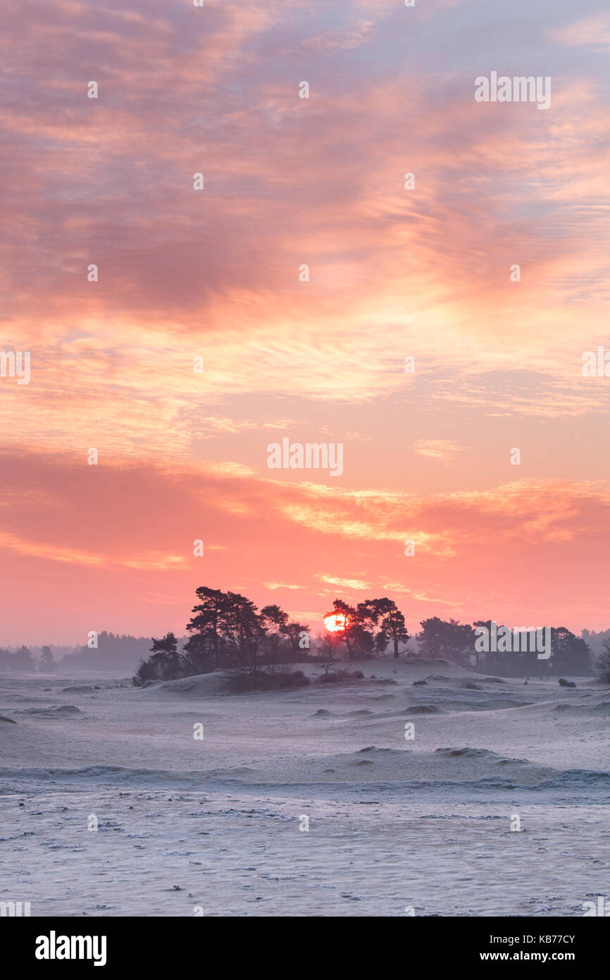 Sunrise behind a group of scots Pine (Pinus sylvestris) and a forest in the background, the Netherlands, gelderland, Kootwijkerzand Stock Photo