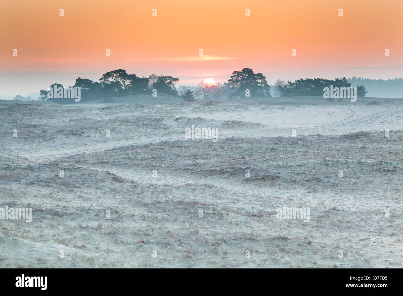 Sunrise behind a group of scots Pine (Pinus sylvestris) with drift-sand and Grey Hair-grass (Corynephorus canescens) in the foreground, the Netherlands, gelderland, Kootwijkerzand Stock Photo