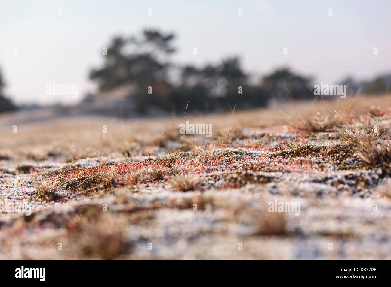 Landscape wit a group of flowering Hair Moss (Polytrichum piliferum) partly covered with hoarfrost and a group of Scots Pine (Pinus sylvestris) in the background, the Netherlands, gelderland, Kootwijkerzand Stock Photo