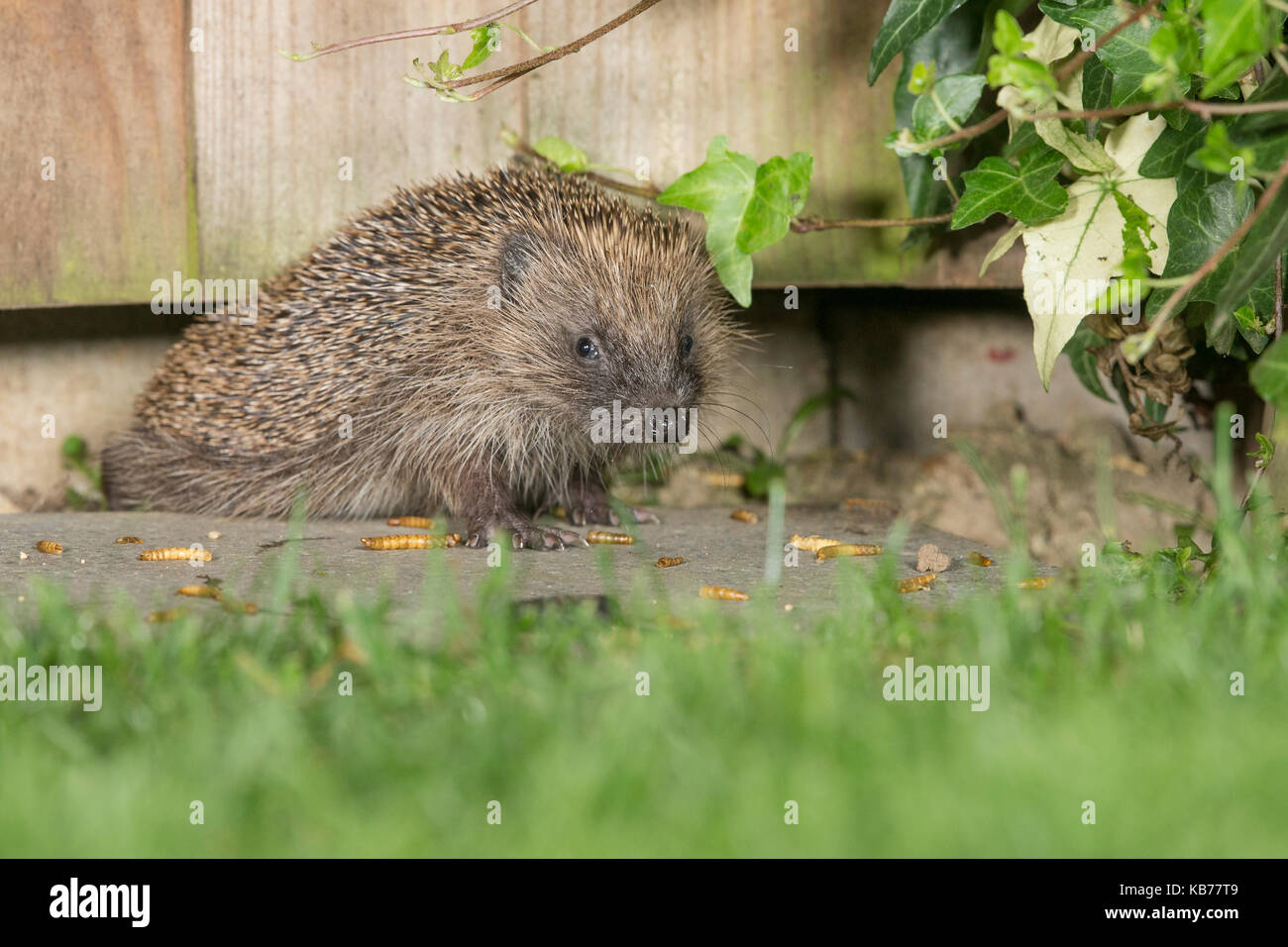 Hedgehog (Erinaceus europaeus) crawling under a garden fence to feed on