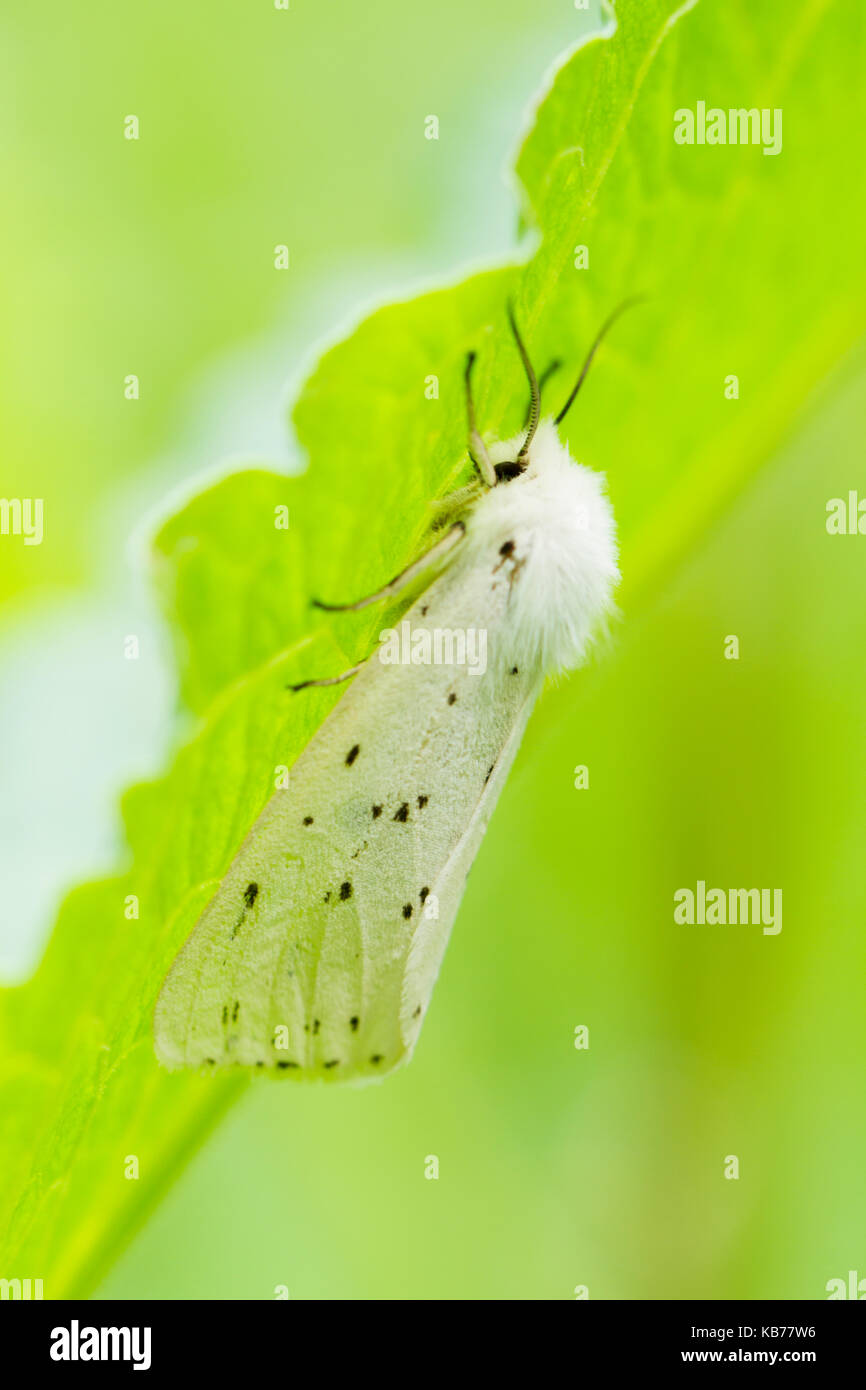 White Ermine (Spilosoma lubricipeda) resting underneath a leaf, The Netherlands, Gelderland Stock Photo