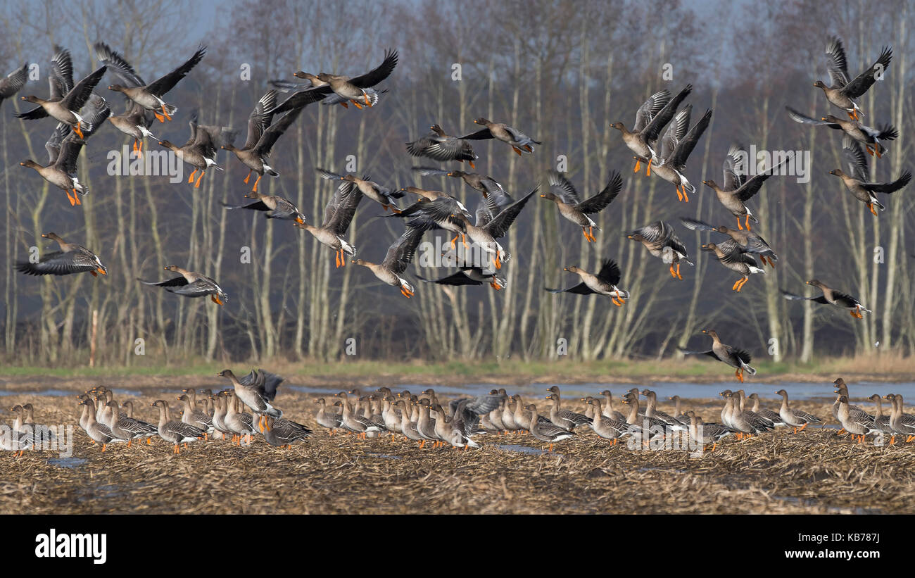 Tundra Bean Goose (Anser serrirostris) part of a flock taking off from a stubble field, others remain on ground, Germany, Niedersachsen, Internationaler Naturpark Bourtanger Moor - Bargerveen Stock Photo