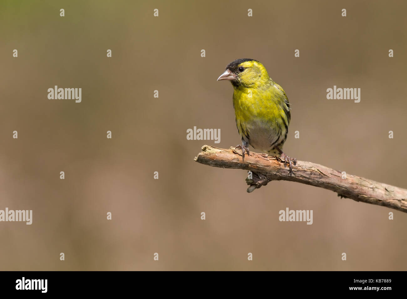 Eurasian Siskin (Spinus spinus) perched on a branch, The Netherlands, Overijssel Stock Photo