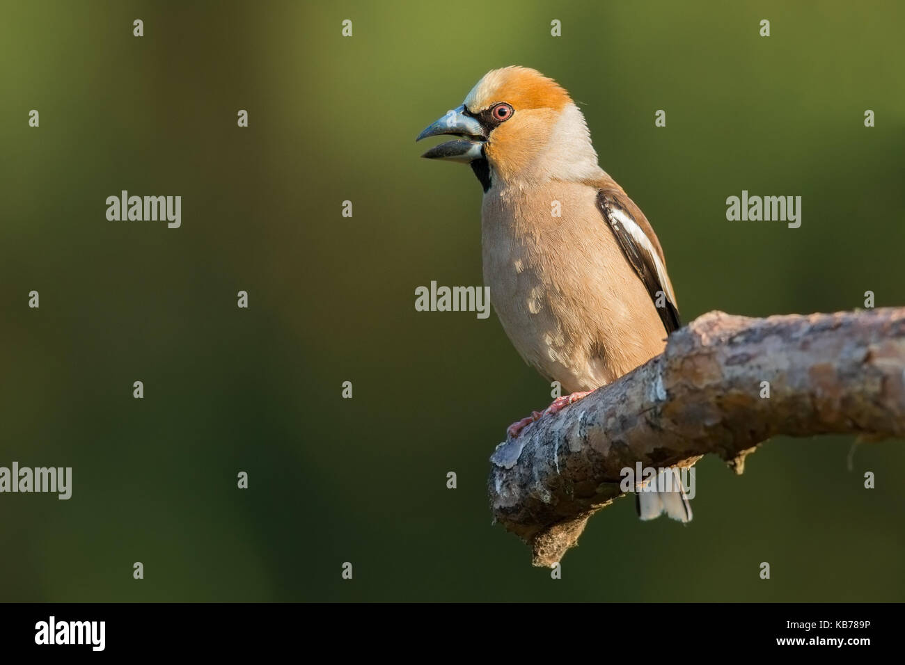 Hawfinch (Coccothraustes coccothraustes) male perched on a branch, The Netherlands, Overijssel Stock Photo