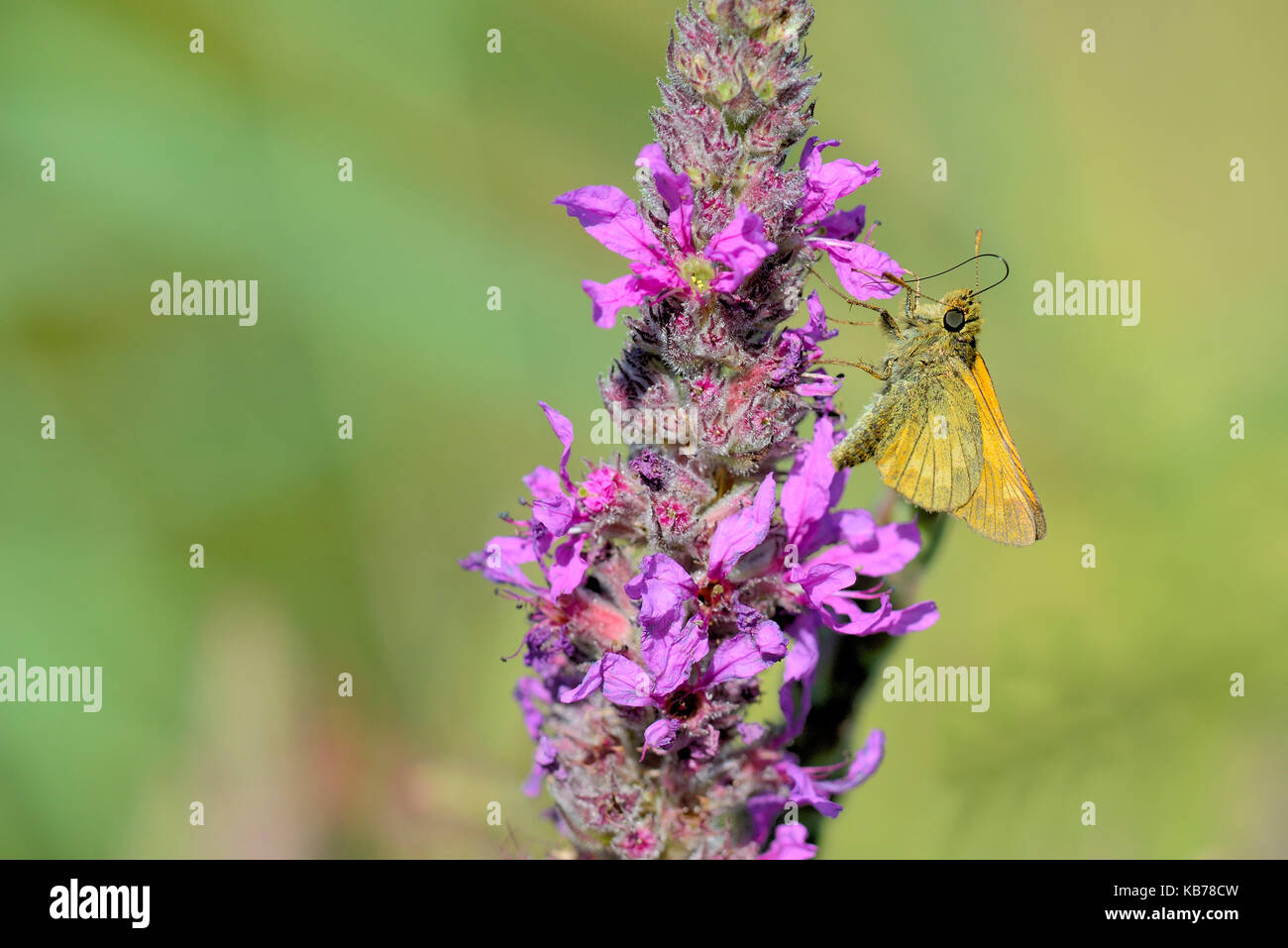 A Large Skipper (Ochlodes sylvanus) feeding with the long tongue on Purple Loosestrife (Lythrum salicaria), The Netherlands, Overijssel, National Parc Weerribben-Wieden Stock Photo