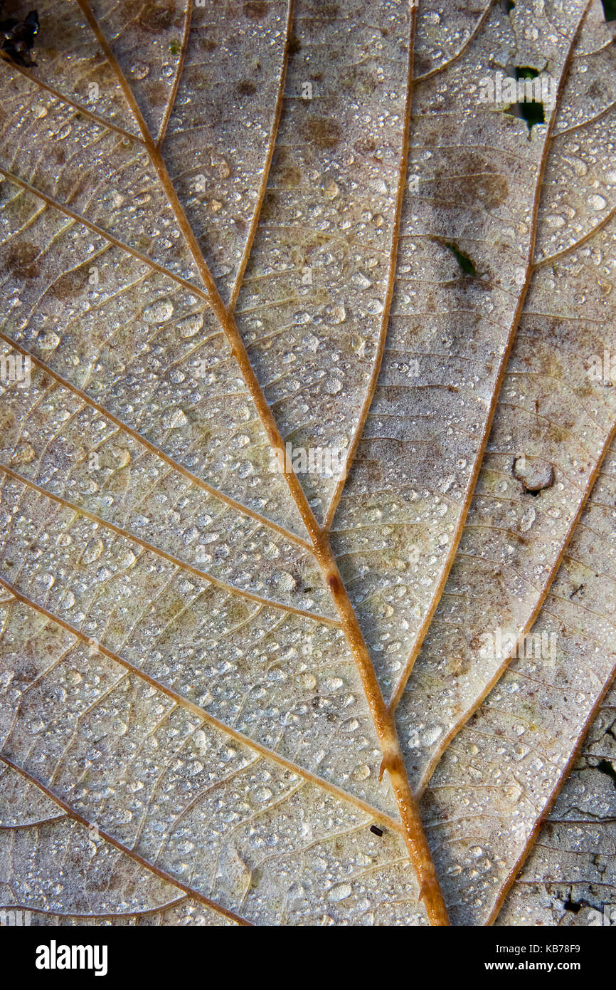 Raindrops on a brown leaf, The Netherlands, Zuid-Holland, Dordrecht, Dortse Biesbosch Stock Photo