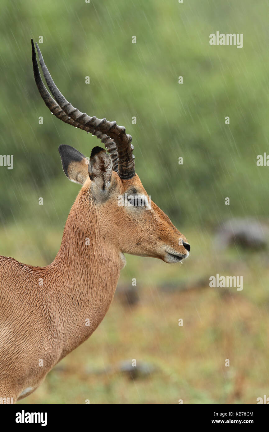 Impala ram adult hi-res stock photography and images - Alamy