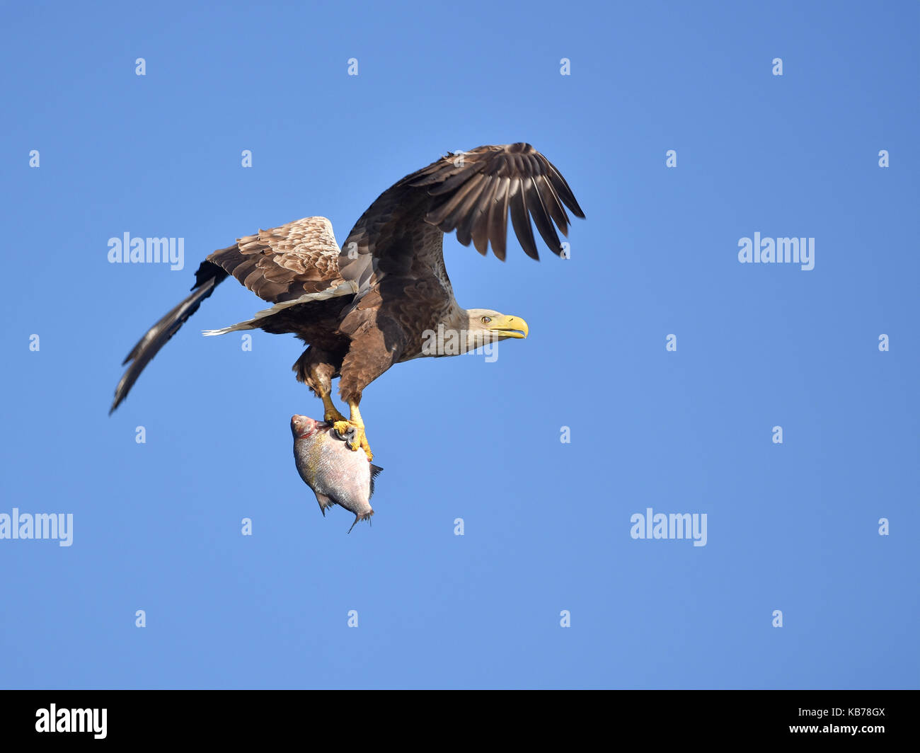 White-tailed Eagle (Haliaeetus albicilla) in flight after catching a fish, looking at camera, Poland, Oder Stock Photo